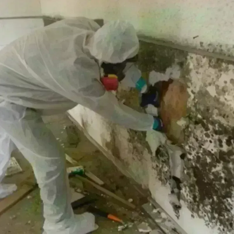 Mold Remediation and Removal in Martin County, TX